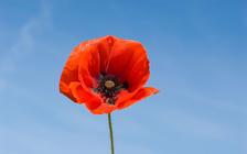 Remembrance Day - virtual ceremony